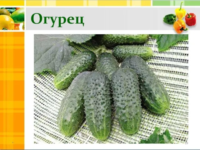 Огурец *