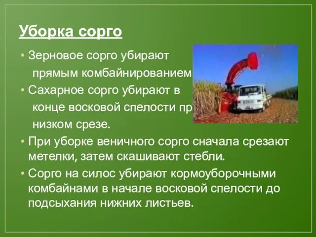 Уборка сорго Зерновое сорго убирают прямым комбайнированием Сахарное сорго убирают в конце