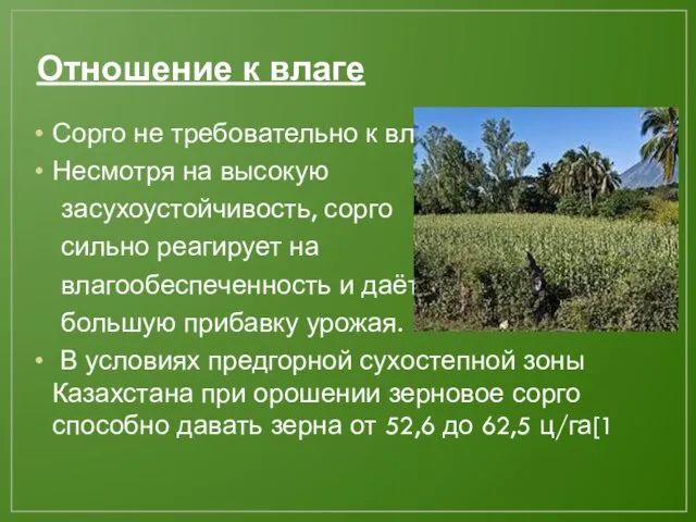 Отношение к влаге Сорго не требовательно к влаге Несмотря на высокую засухоустойчивость,