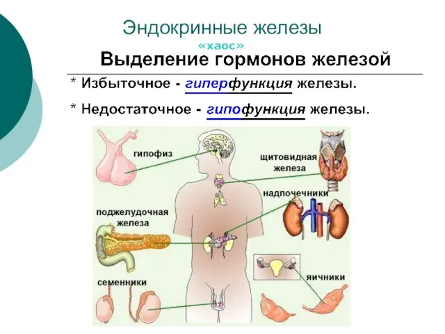 Эндокринные железы «хаос»