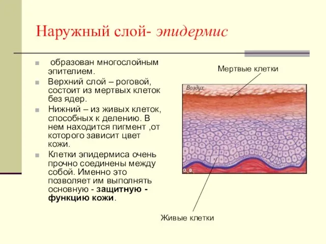 Наружный слой- эпидермис образован многослойным эпителием. Верхний слой – роговой, состоит из