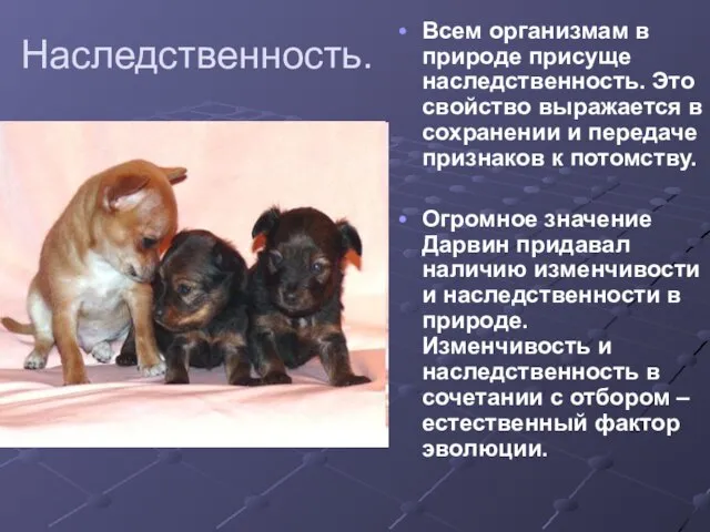 Наследственность. Всем организмам в природе присуще наследственность. Это свойство выражается в сохранении