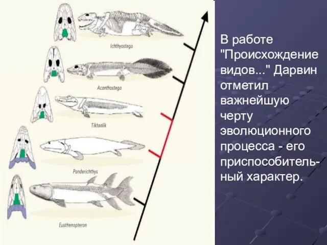 В работе "Происхождение видов..." Дарвин отметил важнейшую черту эволюционного процесса - его приспособитель-ный характер.