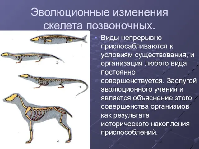 Эволюционные изменения скелета позвоночных. Виды непрерывно приспосабливаются к условиям существования, и организация