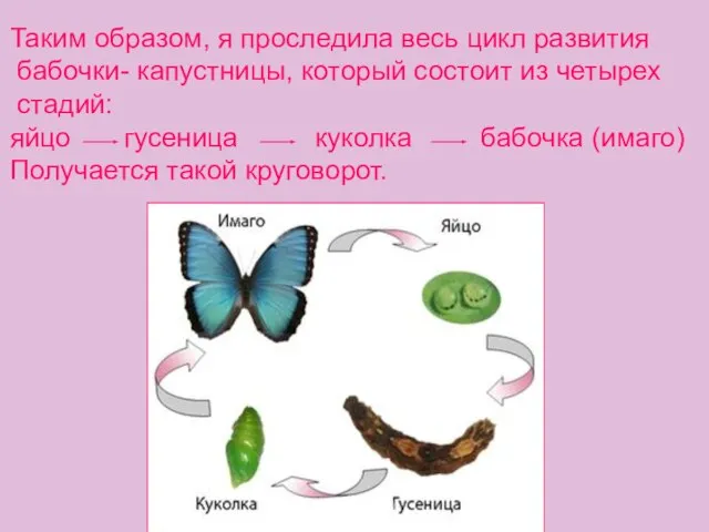 Таким образом, я проследила весь цикл развития бабочки- капустницы, который состоит из