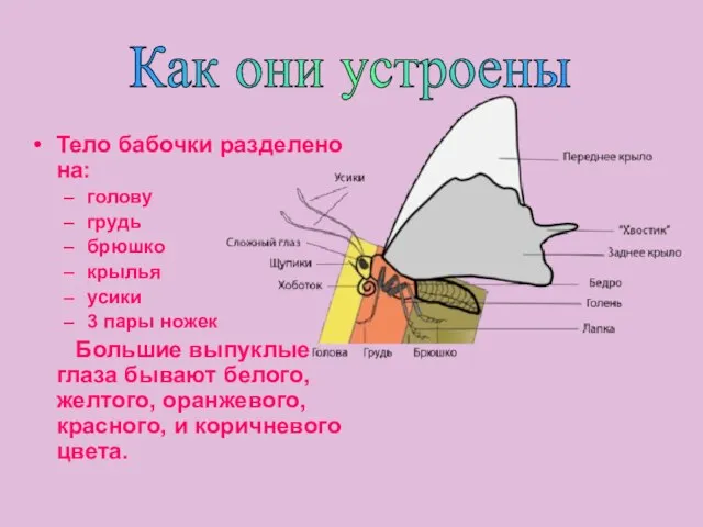 Как они устроены Тело бабочки разделено на: голову грудь брюшко крылья усики