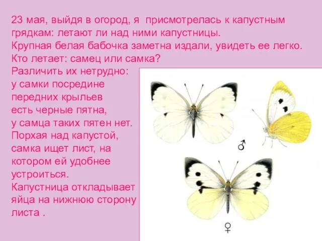 23 мая, выйдя в огород, я присмотрелась к капустным грядкам: летают ли