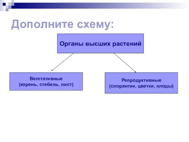 Дополните схему: Органы высших растений Вегетативные (корень, стебель, лист) Репродуктивные (спорангии, цветки, плоды)