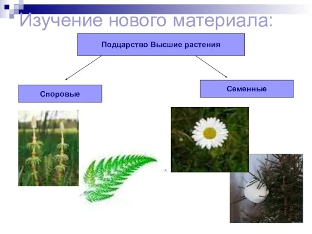 Изучение нового материала: Подцарство Высшие растения Споровые Семенные