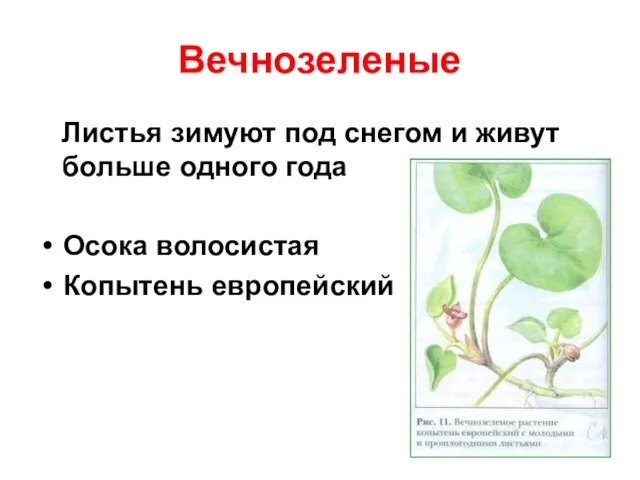 Вечнозеленые Листья зимуют под снегом и живут больше одного года Осока волосистая Копытень европейский