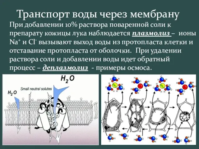 Транспорт воды через мембрану При добавлении 10% раствора поваренной соли к препарату