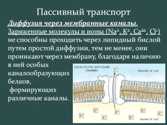 Пассивный транспорт Диффузия через мембранные каналы. Заряженные молекулы и ионы (Na+, K+,