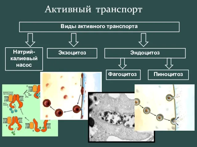 Активный транспорт Виды активного транспорта Натрий-калиевый насос Экзоцитоз Эндоцитоз Фагоцитоз Пиноцитоз