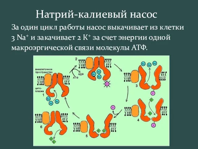 Натрий-калиевый насос За один цикл работы насос выкачивает из клетки 3 Na+