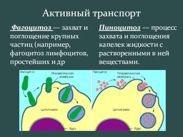 Активный транспорт Фагоцитоз — захват и поглощение крупных частиц (например, фагоцитоз лимфоцитов,