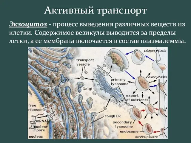 Активный транспорт Экзоцитоз - процесс выведения различных веществ из клетки. Содержимое везикулы