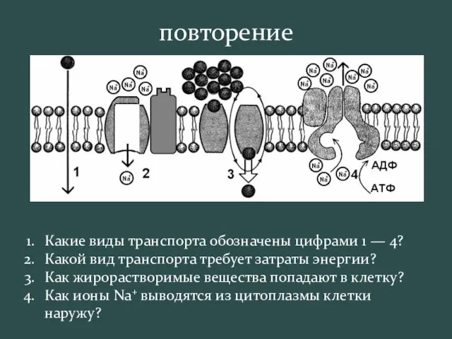 Какие виды транспорта обозначены цифрами 1 — 4? Какой вид транспорта требует