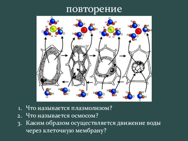 Что называется плазмолизом? Что называется осмосом? Каким образом осуществляется движение воды через клеточную мембрану? повторение