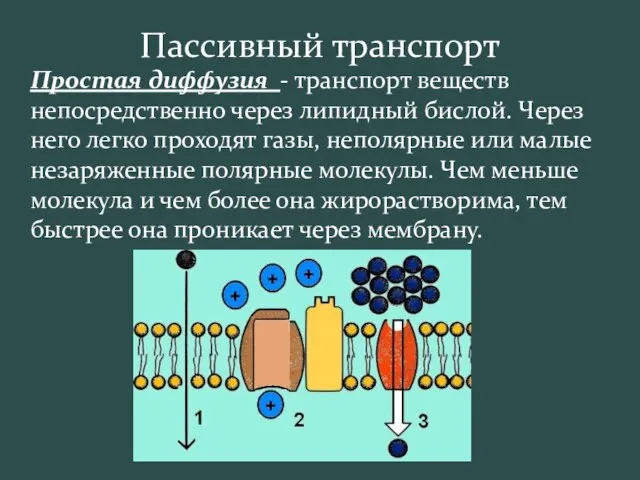 Пассивный транспорт Простая диффузия - транспорт веществ непосредственно через липидный бислой. Через