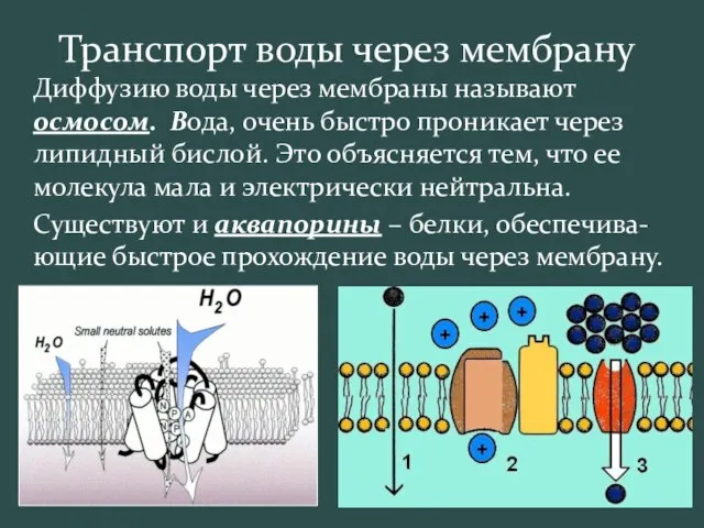 Транспорт воды через мембрану Диффузию воды через мембраны называют осмосом. Вода, очень