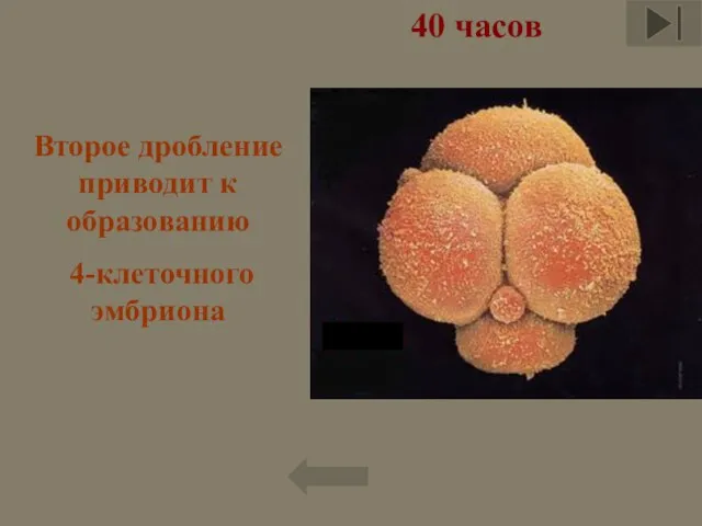 40 часов Второе дробление приводит к образованию 4-клеточного эмбриона