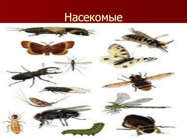 Насекомые