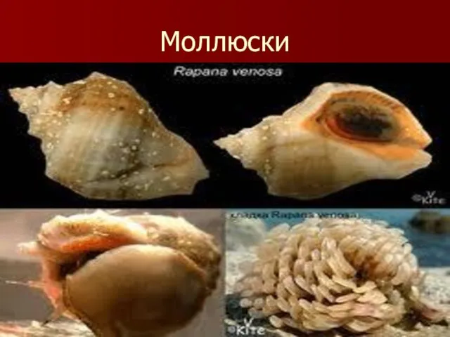 Моллюски