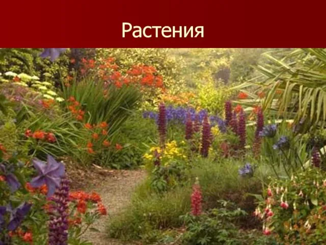 Растения