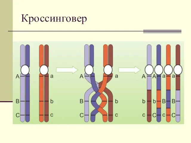 Кроссинговер