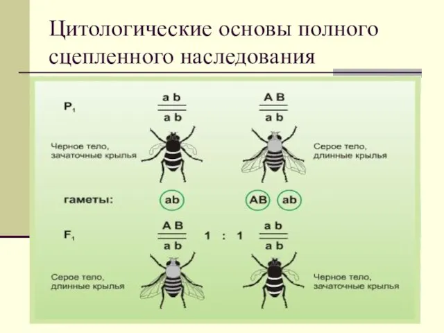 Цитологические основы полного сцепленного наследования