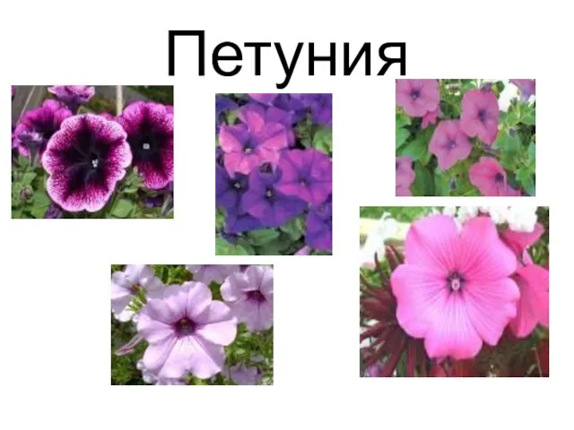 Петуния