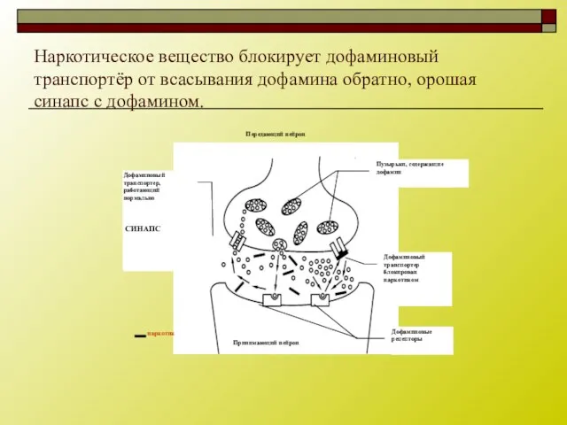 Наркотическое вещество блокирует дофаминовый транспортёр от всасывания дофамина обратно, орошая синапс с дофамином.