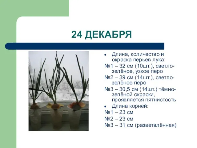 24 ДЕКАБРЯ Длина, количество и окраска перьев лука: №1 – 32 см