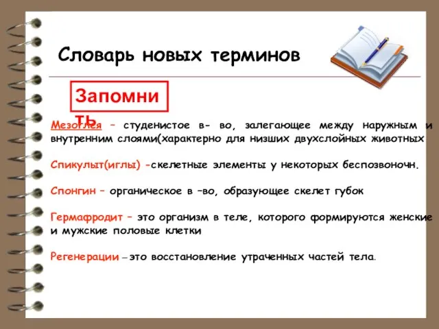 Словарь новых терминов Запомнить Мезоглея – студенистое в- во, залегающее между наружным