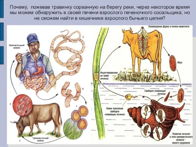 Почему, пожевав травинку сорванную на берегу реки, через некоторое время мы можем