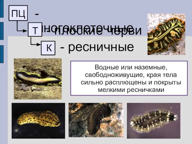 ПЦ - многоклеточные Т - плоские черви К - ресничные Водные или