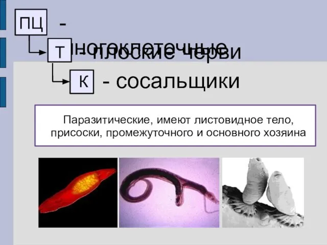 ПЦ - многоклеточные Т - плоские черви К - сосальщики Паразитические, имеют