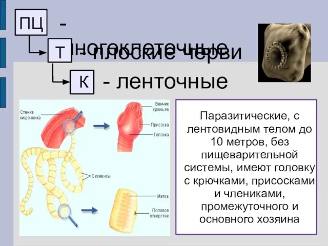 ПЦ - многоклеточные Т - плоские черви К - ленточные Паразитические, с