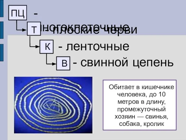 ПЦ - многоклеточные Т - плоские черви К - ленточные В -