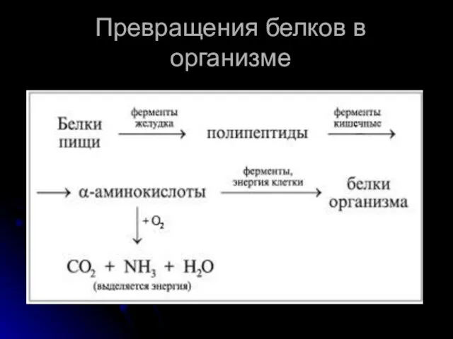 Превращения белков в организме