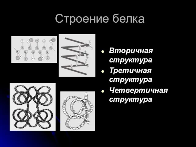 Строение белка Вторичная структура Третичная структура Четвертичная структура