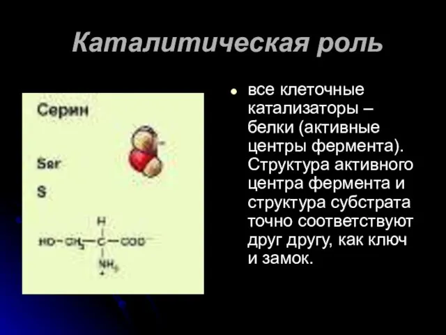 Каталитическая роль все клеточные катализаторы – белки (активные центры фермента). Структура активного