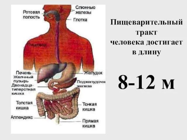 Пищеварительный тракт человека достигает в длину 8-12 м