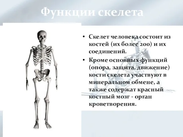 Функции скелета Скелет человека состоит из костей (их более 200) и их