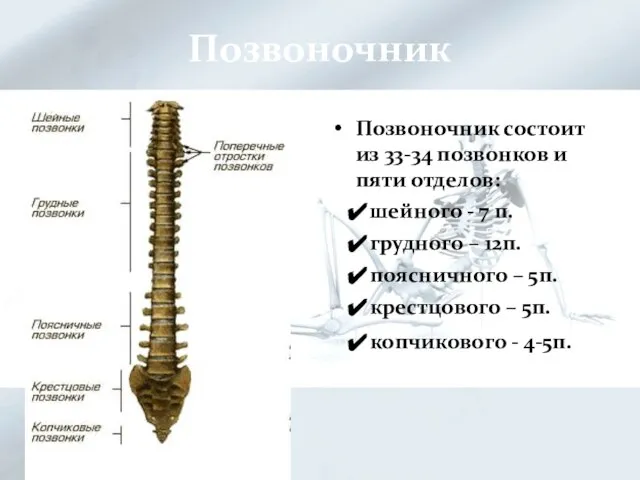 Позвоночник Позвоночник состоит из 33-34 позвонков и пяти отделов: шейного - 7