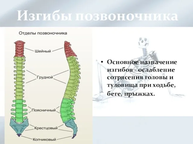 Изгибы позвоночника Основное назначение изгибов - ослабление сотрясения головы и туловища при ходьбе, беге, прыжках.