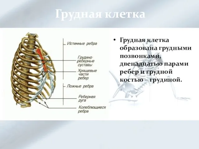 Грудная клетка Грудная клетка образована грудными позвонками, двенадцатью парами ребер и грудной костью – грудиной.