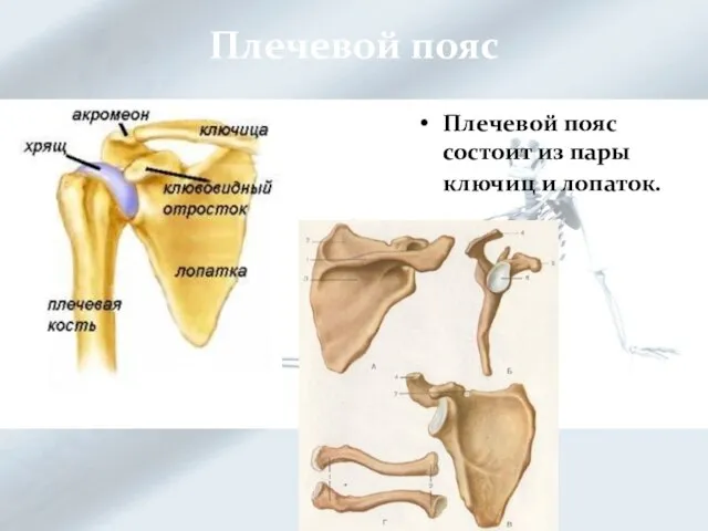 Плечевой пояс Плечевой пояс состоит из пары ключиц и лопаток.