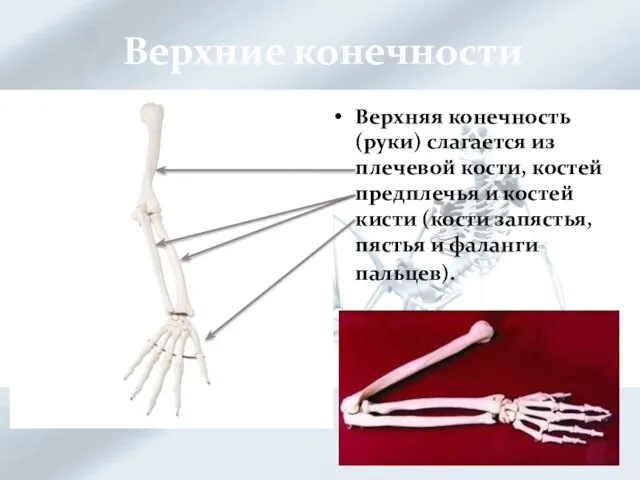 Верхние конечности Верхняя конечность (руки) слагается из плечевой кости, костей предплечья и