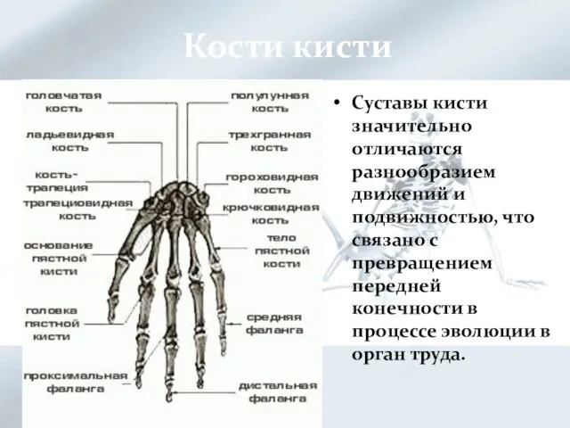 Кости кисти Суставы кисти значительно отличаются разнообразием движений и подвижностью, что связано